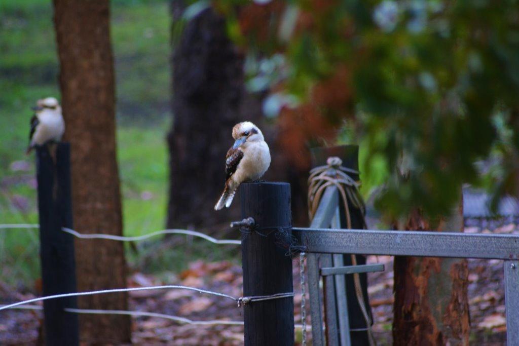 Black Cockatoo Lodge Nannup Esterno foto